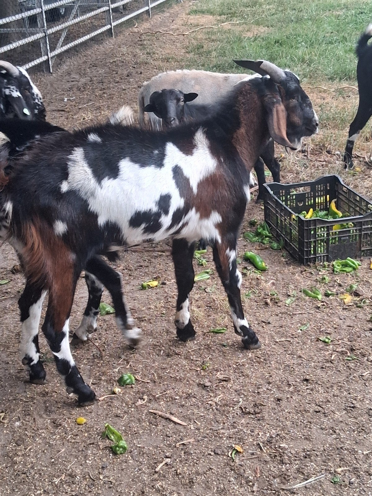 Nubische bok te koop met ubn, Mannelijk, Geit