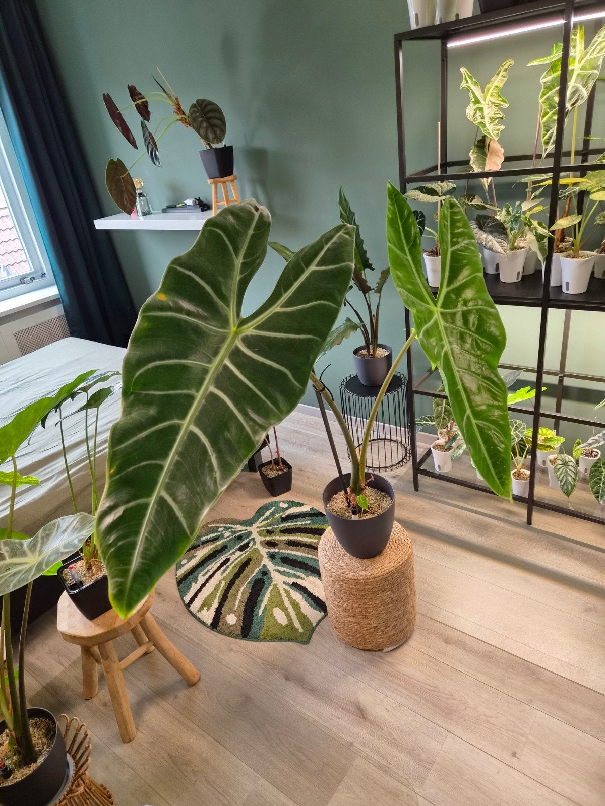 Alocasia Longiloba, Ophalen, Halfschaduw, Minder dan 100 cm