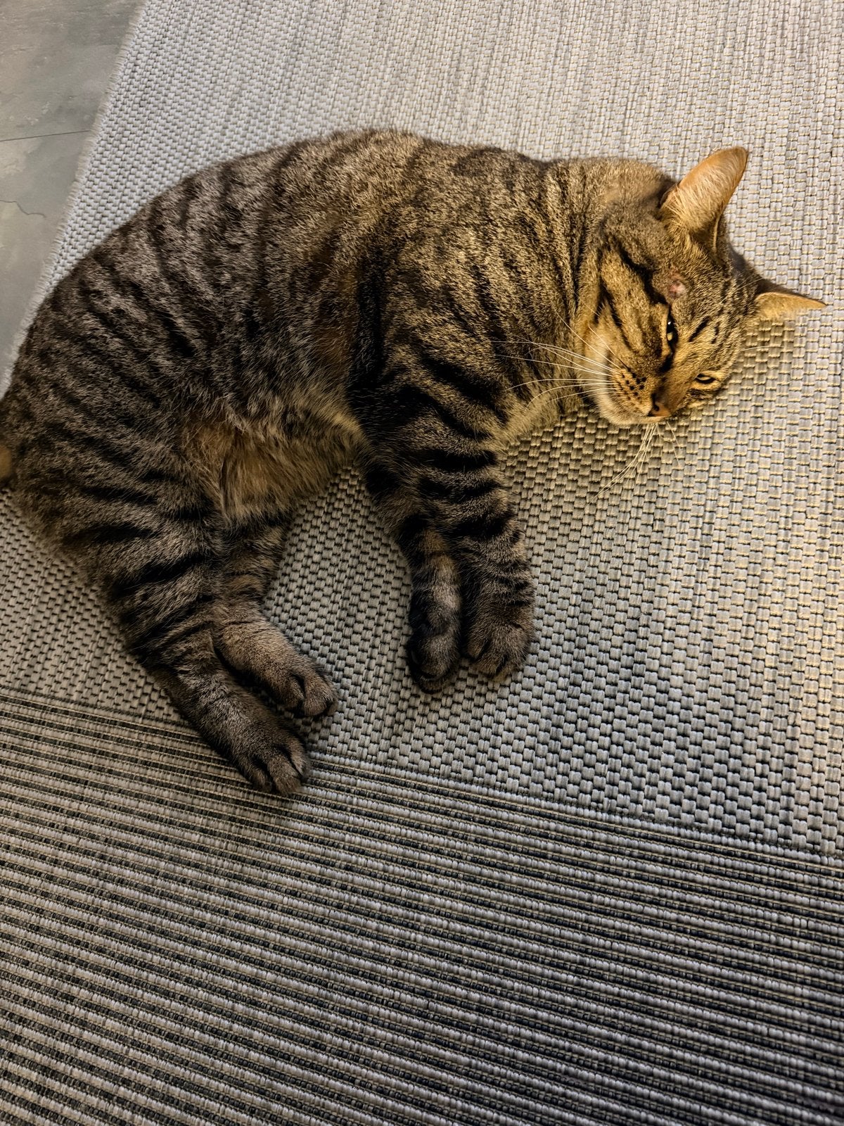 Simba zoekt een gouden mandje, Dieren en Toebehoren, Katten en Kittens | Overige Katten, Kater, Kortharig, 3 tot 5 jaar