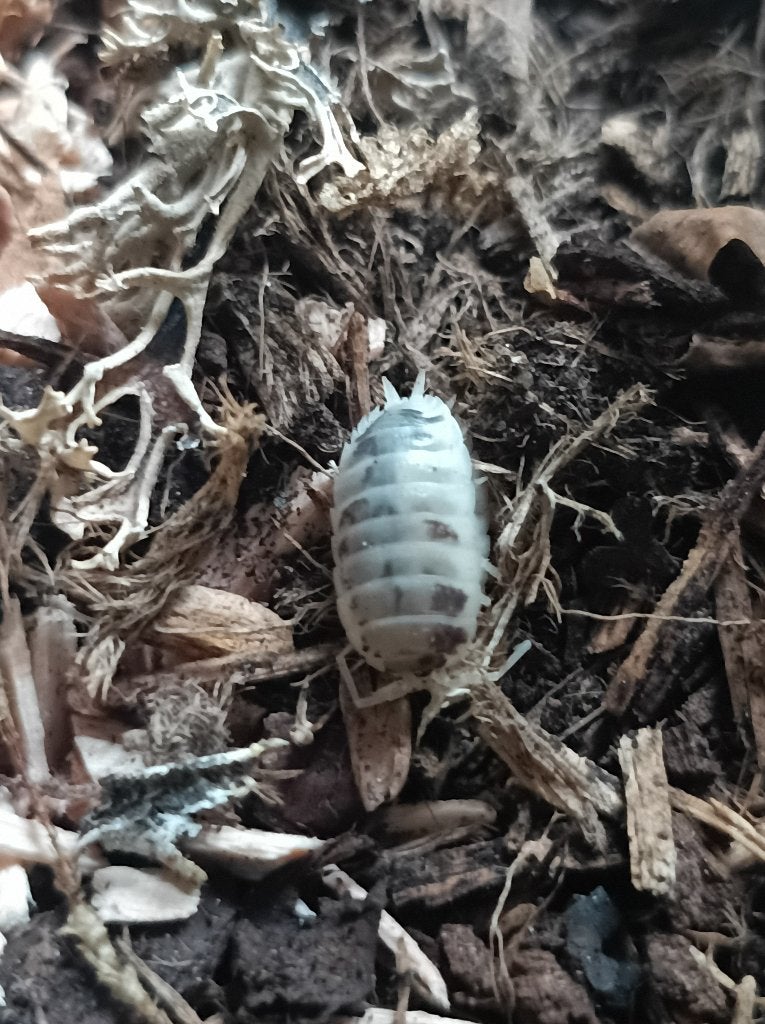 Porcellio laevis 'dairy cow', Overige soorten