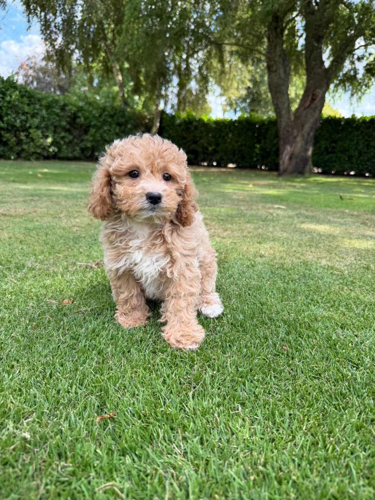 Boompoo (Boomer x Poedel) pups, Poedel, Parvo, Nederland, 8 tot 15 weken