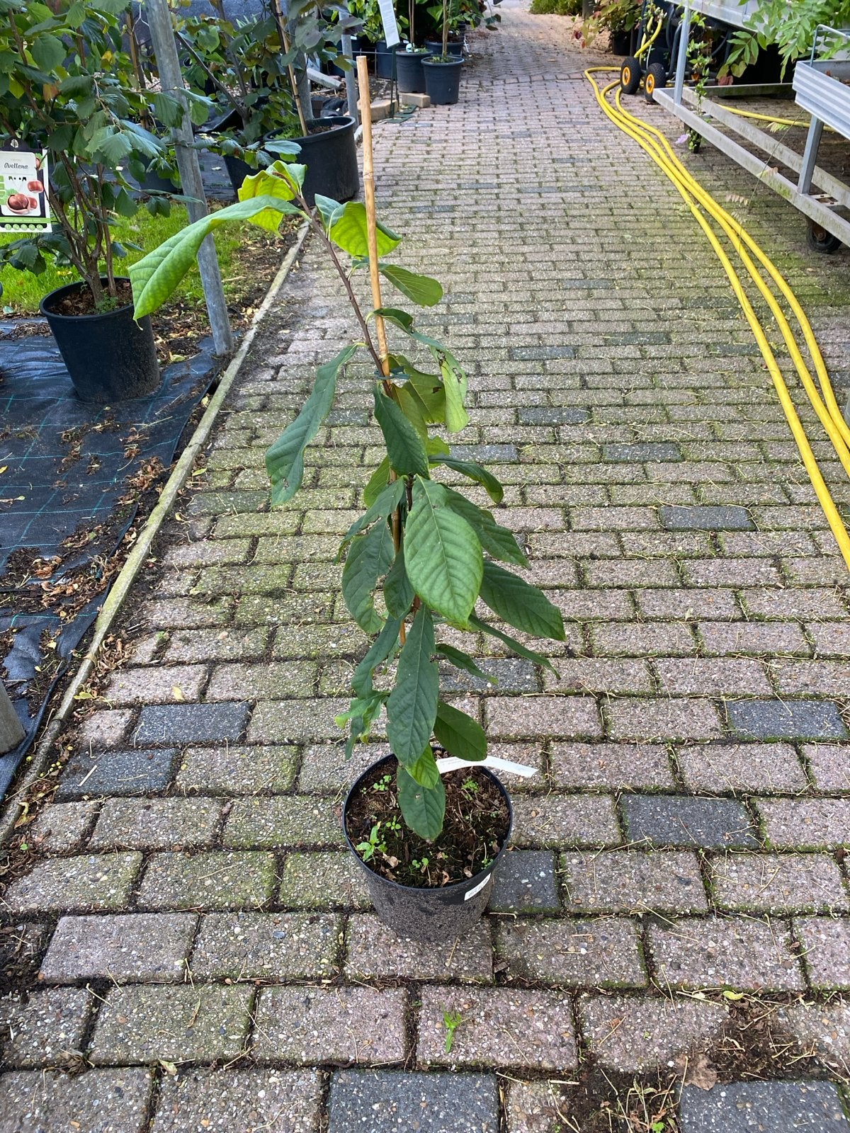 Aaiminia troloba 'sunflower' - Zonnebloem, Tuin en Terras, Volle zon, Vaste plant, Zomer, Ophalen