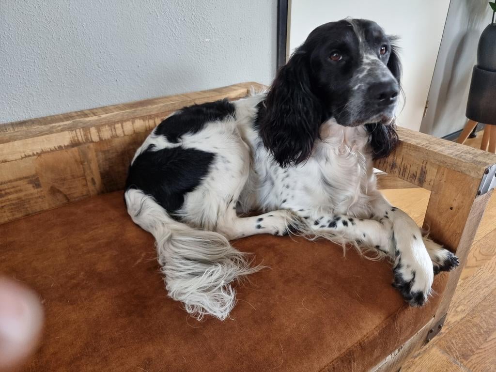 Engelse Springer Spaniel dekreu met stamboom, België, Particulier, Reu, Parvo