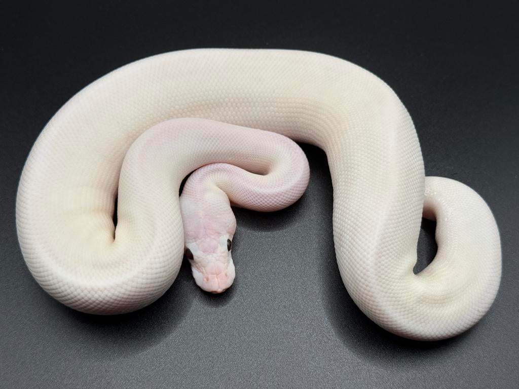 Ivory Coral Glow Pastel Clown, Slang, Tam, 0 tot 2 jaar