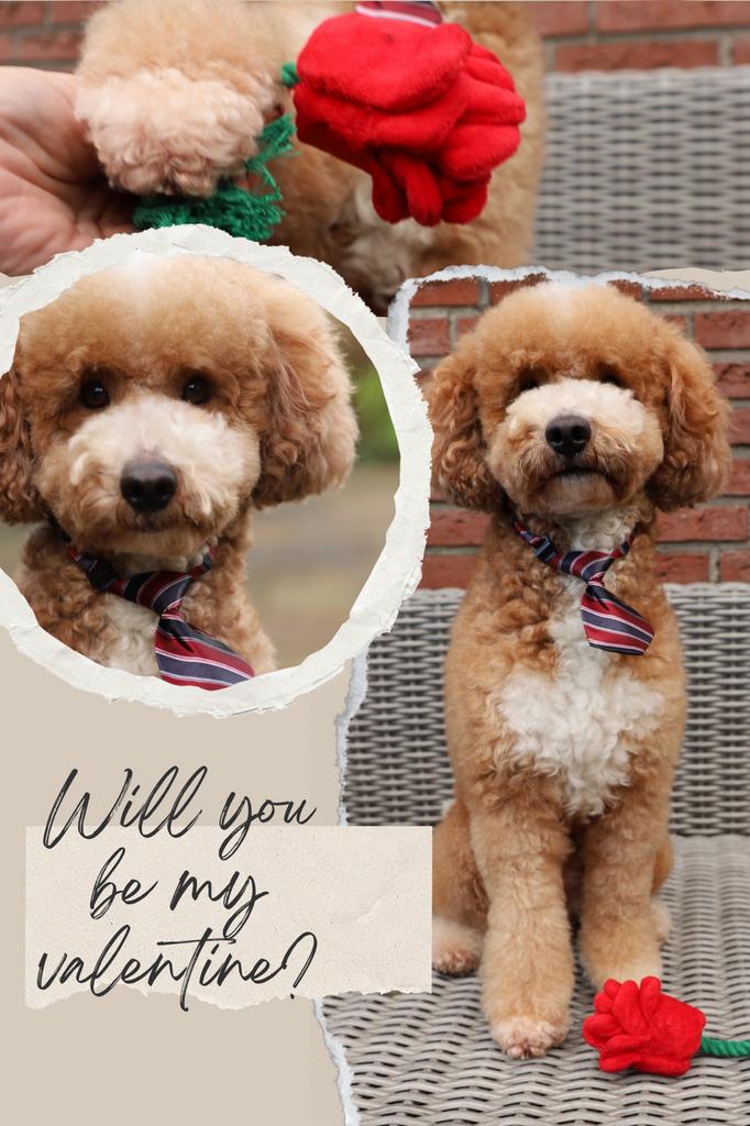 Dekreu Poedel, Labradoodle, Cocker Spaniel, Poedel dekreu, Reu, Parvo, Eén hond, 3 tot 5 jaar