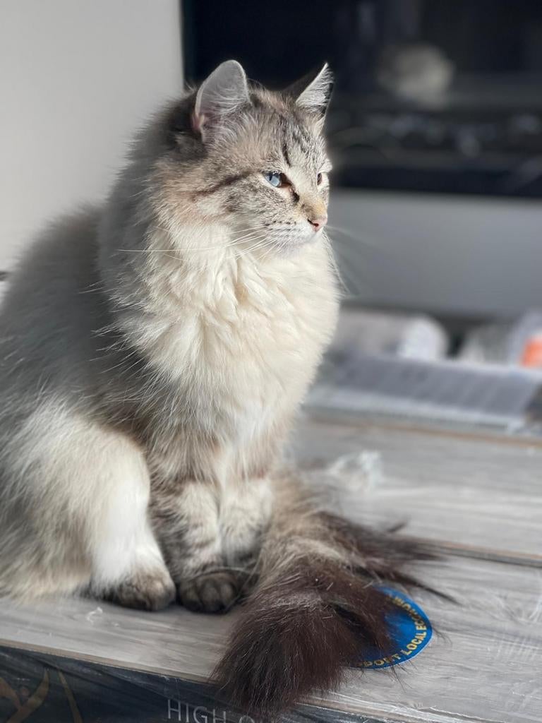 Ragdoll x Maincoon, Poes, Gechipt, 3 tot 5 jaar