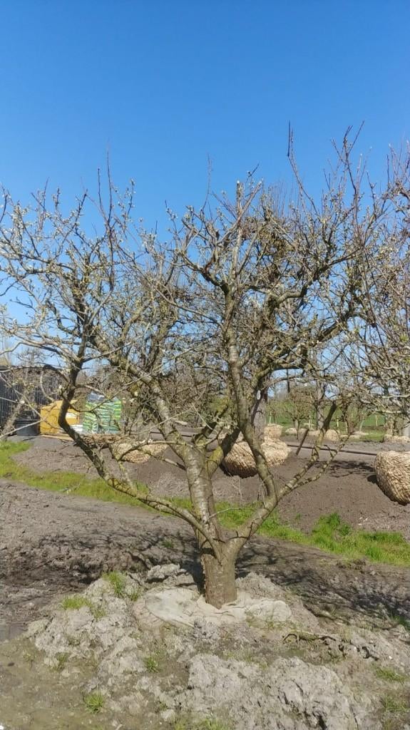 Exclusieve Opal Pruim in. Struikvorm 35 jaar, Ophalen, 250 tot 400 cm, Pruimenboom, Lente
