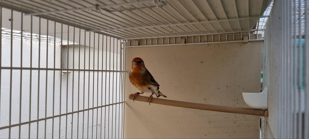 Bastaard Putter man, Dieren en Toebehoren, Vogels | Overige Vogels, Mannelijk, Wildzangvogel, Geringd