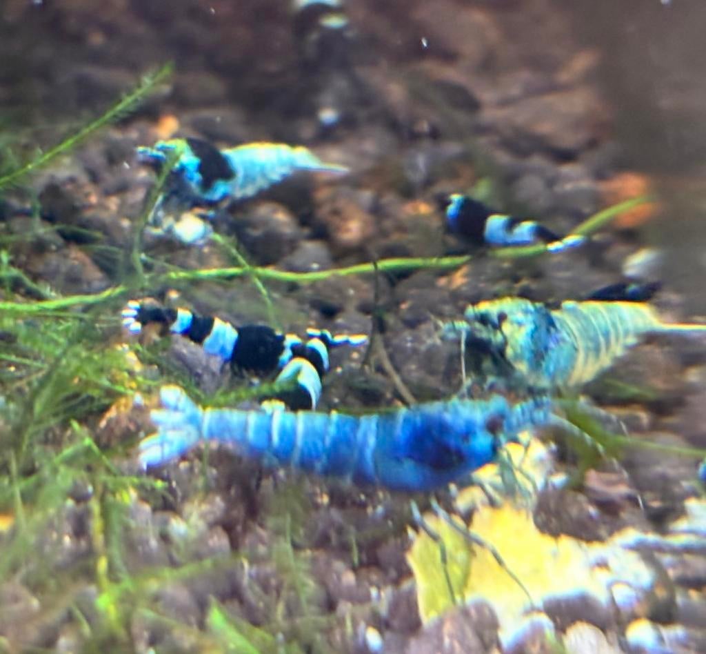Blue bolt (taiwan bee) garnalen, Kreeft, Krab of Garnaal, Zoetwatervis