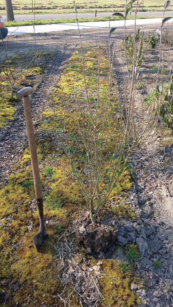 Ligustrum Vulgare | Ligustrum Ovalifolium | Haag planten, Ophalen, Liguster, Haag, 100 tot 250 cm