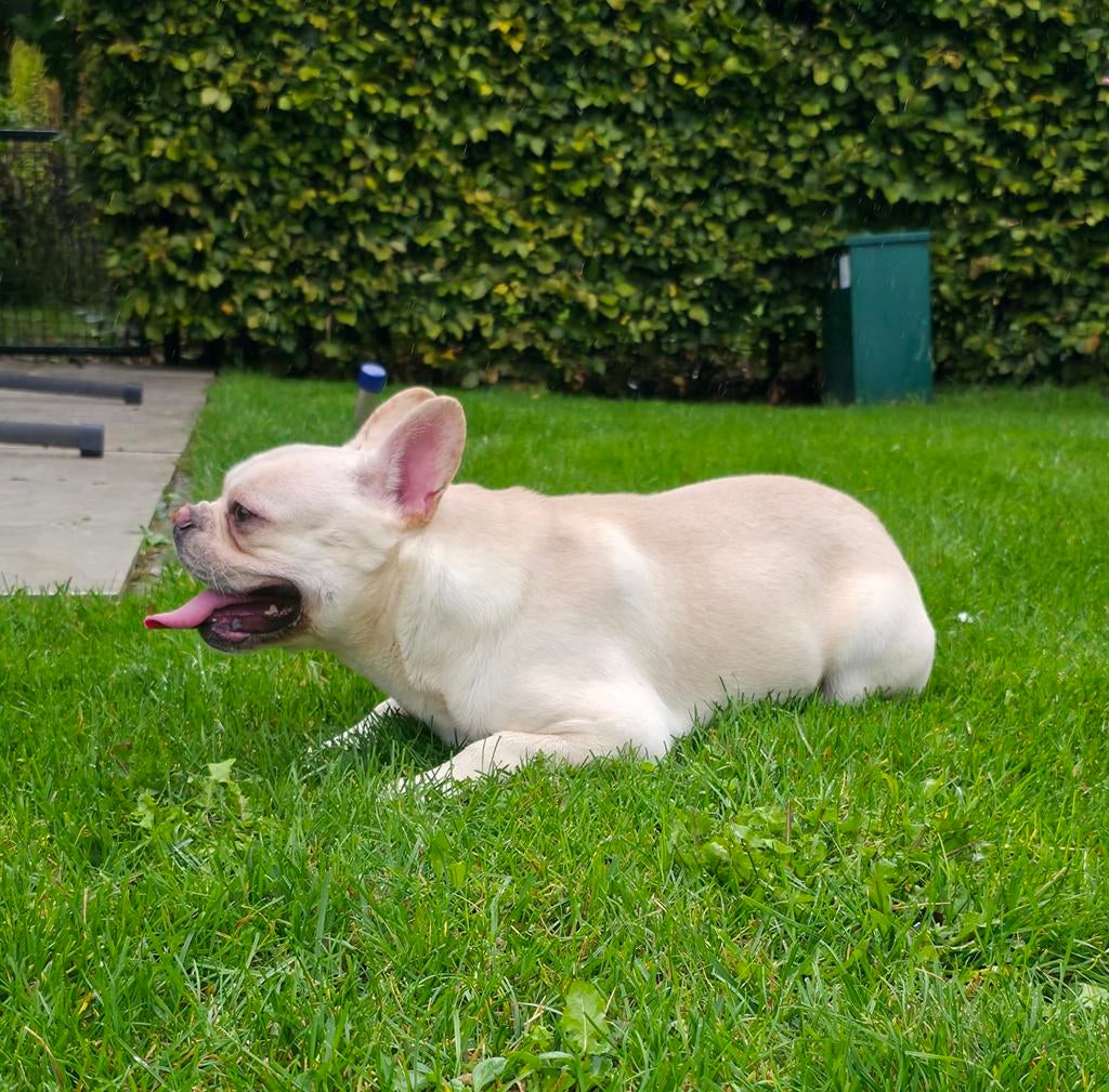 🥰 Super lieve franse Bulldog dekreu Storm ter dekking 🥰, Dieren en Toebehoren, Particulier, Reu, 1 tot 2 jaar, Buitenland