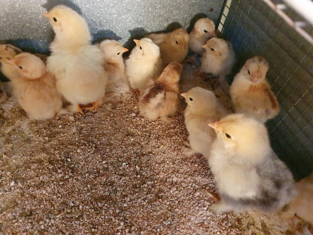 Kuikens wyandotte kriel, Dieren en Toebehoren, Pluimvee, Vrouwelijk, Kip