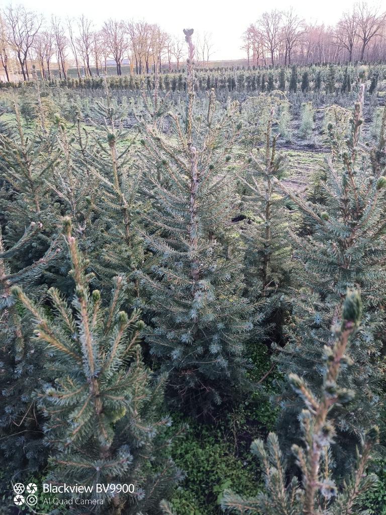 Kerstbomen picea omorika Servische fijnspar 60 tot 160cm, Tuin en Terras, Planten | Struiken en Hagen, Struik, Overige soorten