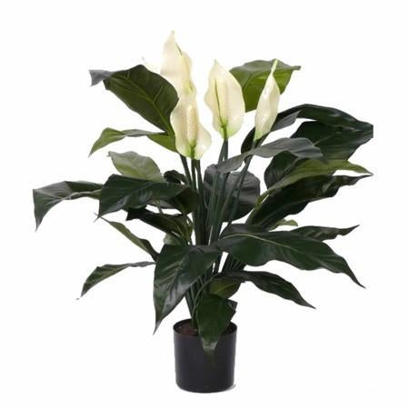 Gezocht: lepelplant / vredeslelie (stekjes), Huis en Inrichting, Overige soorten, Minder dan 100 cm, Bloeiende kamerplant, Halfschaduw