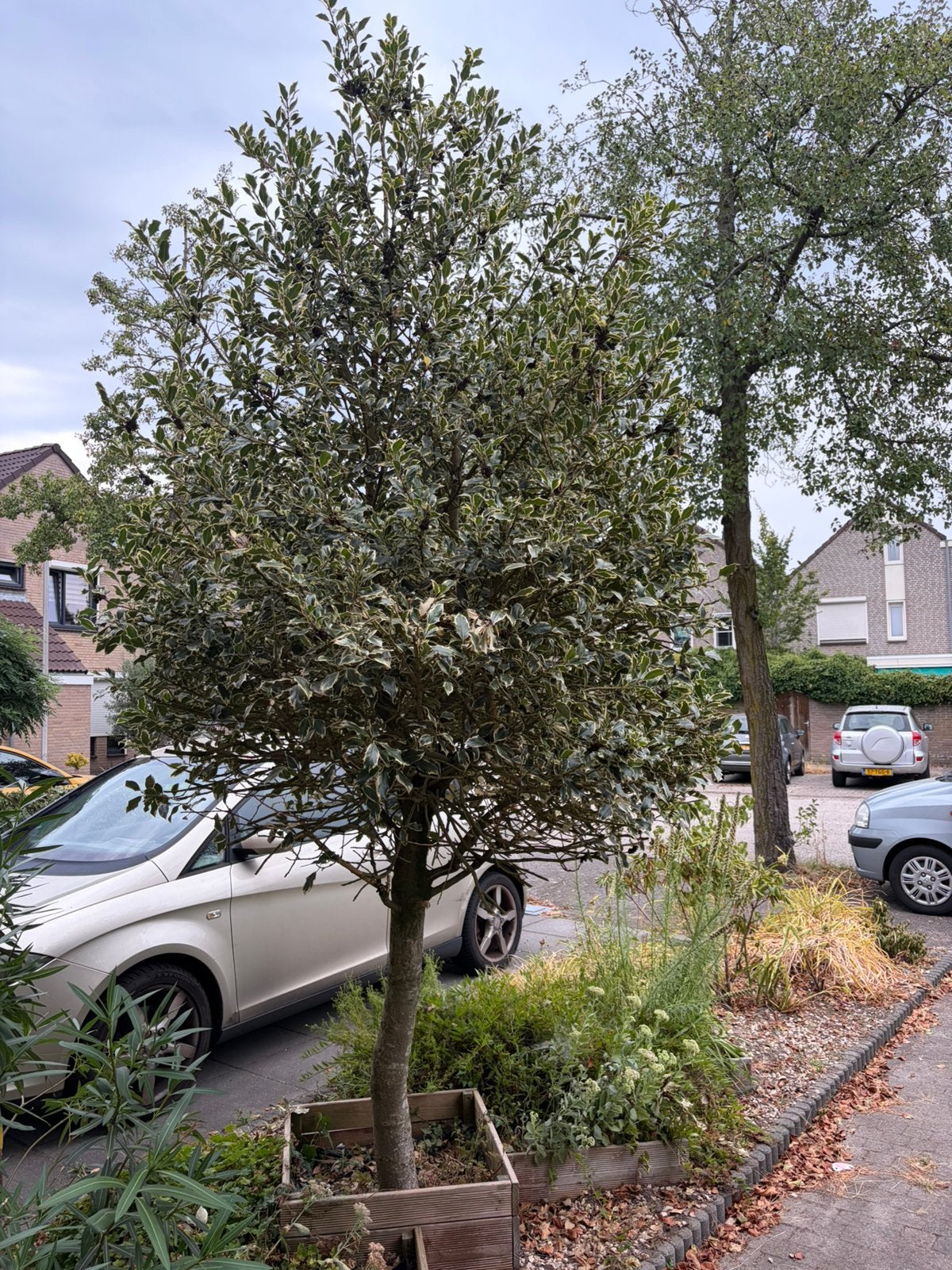 Grote bonte hulst / Ilex – mooie volwassen boom, Ophalen