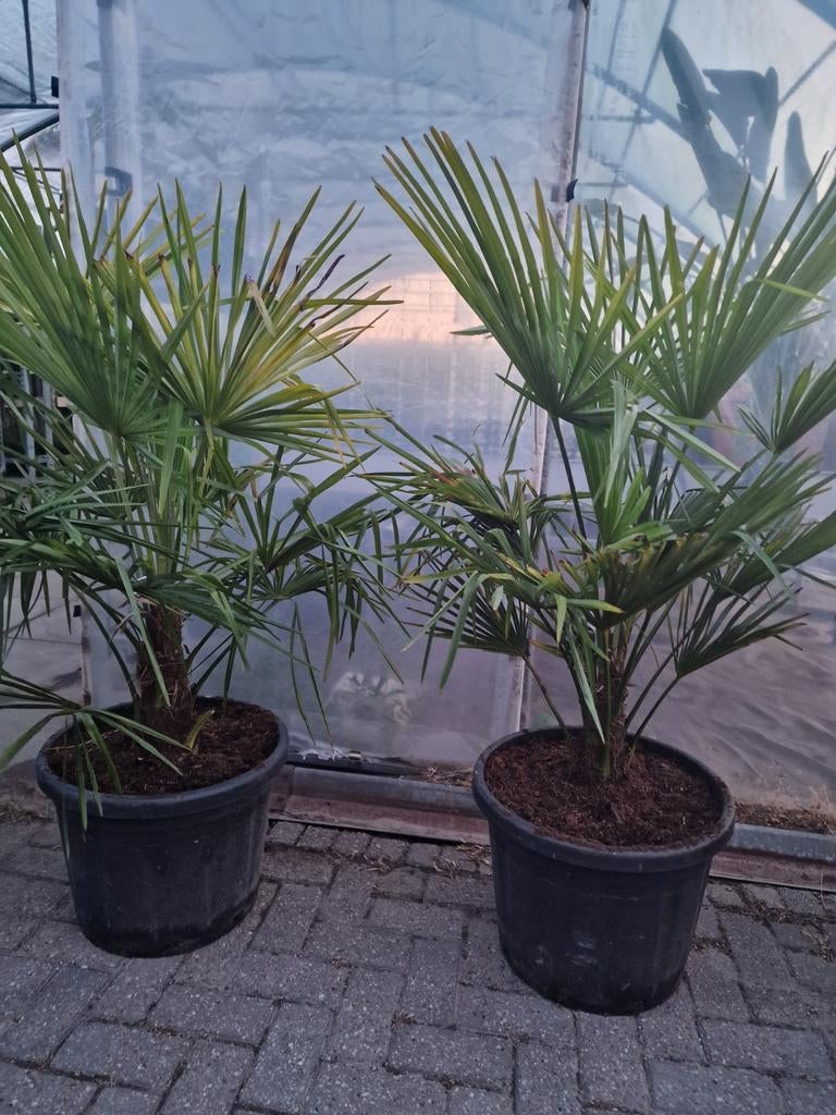 Trachycarpus fortunei, Ophalen, Gehele jaar, Halfschaduw