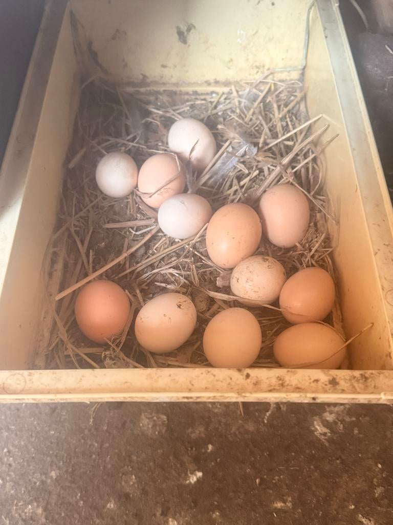 Henen kip, Dieren en Toebehoren, Pluimvee, Vrouwelijk, Kip