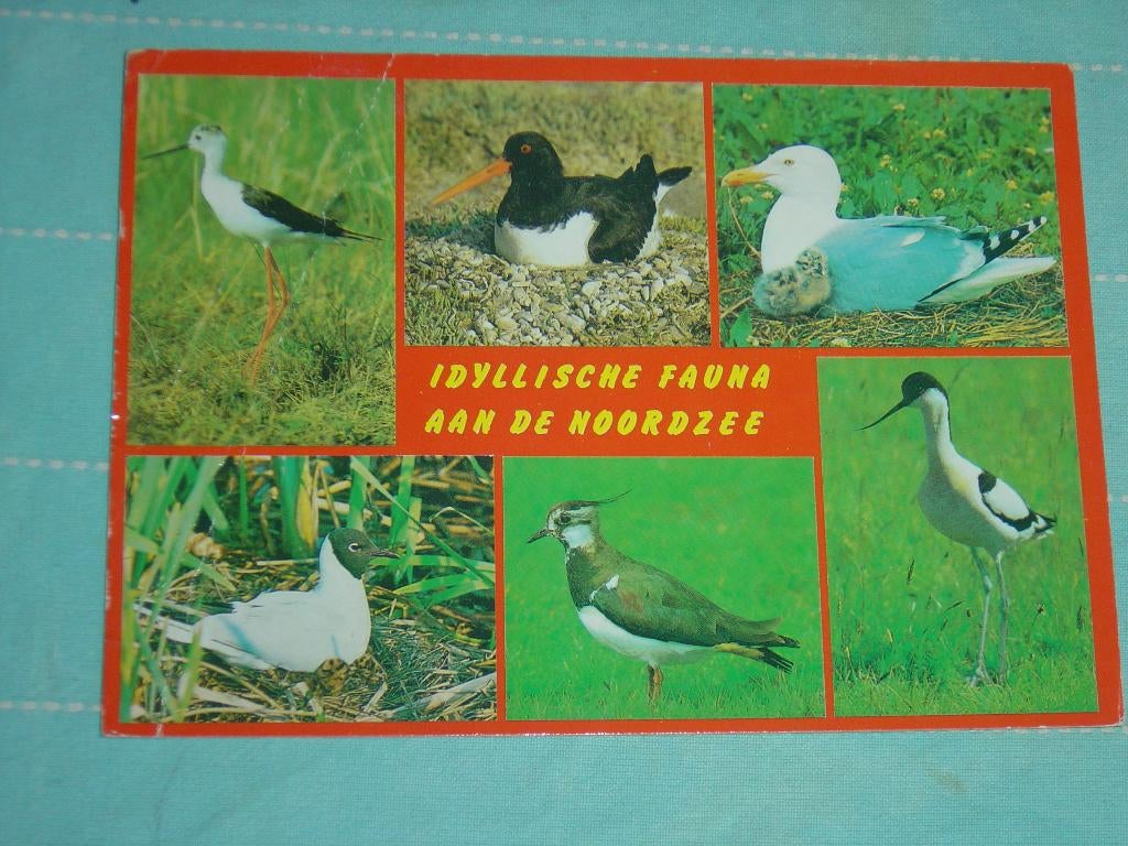 14) Kleuren ansichtkaart Idyllis. fauna a.d. Noordzee Vogels, Ophalen of Verzenden, 1980 tot heden, Gelopen, Vogel