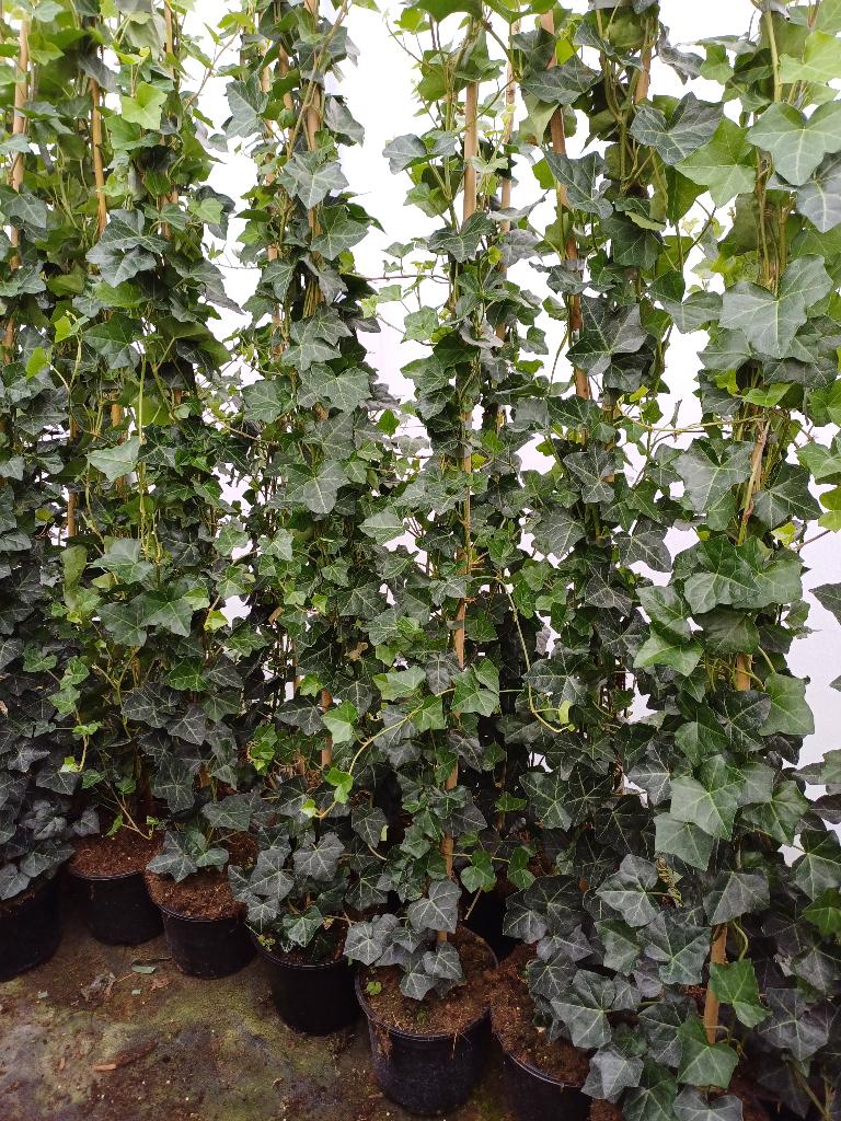 klimop hedera hibernica, Ophalen, Vaste plant, Bloeit niet, Halfschaduw