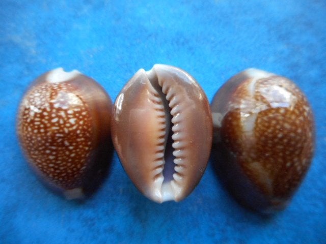 Schelpen: Cypraea caputdraconis Melv. gem 20-24mm, Verzenden, Schelp(en)