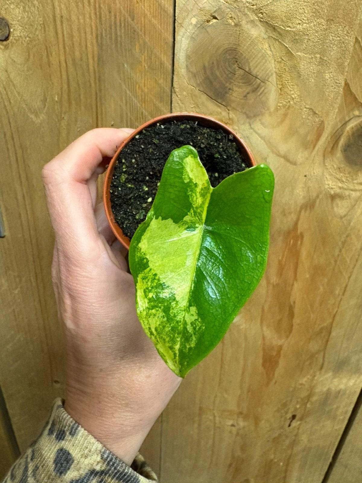 Alocasia tigrina superba plant lemon lime aurea mint, Ophalen of Verzenden, Halfschaduw, Minder dan 100 cm