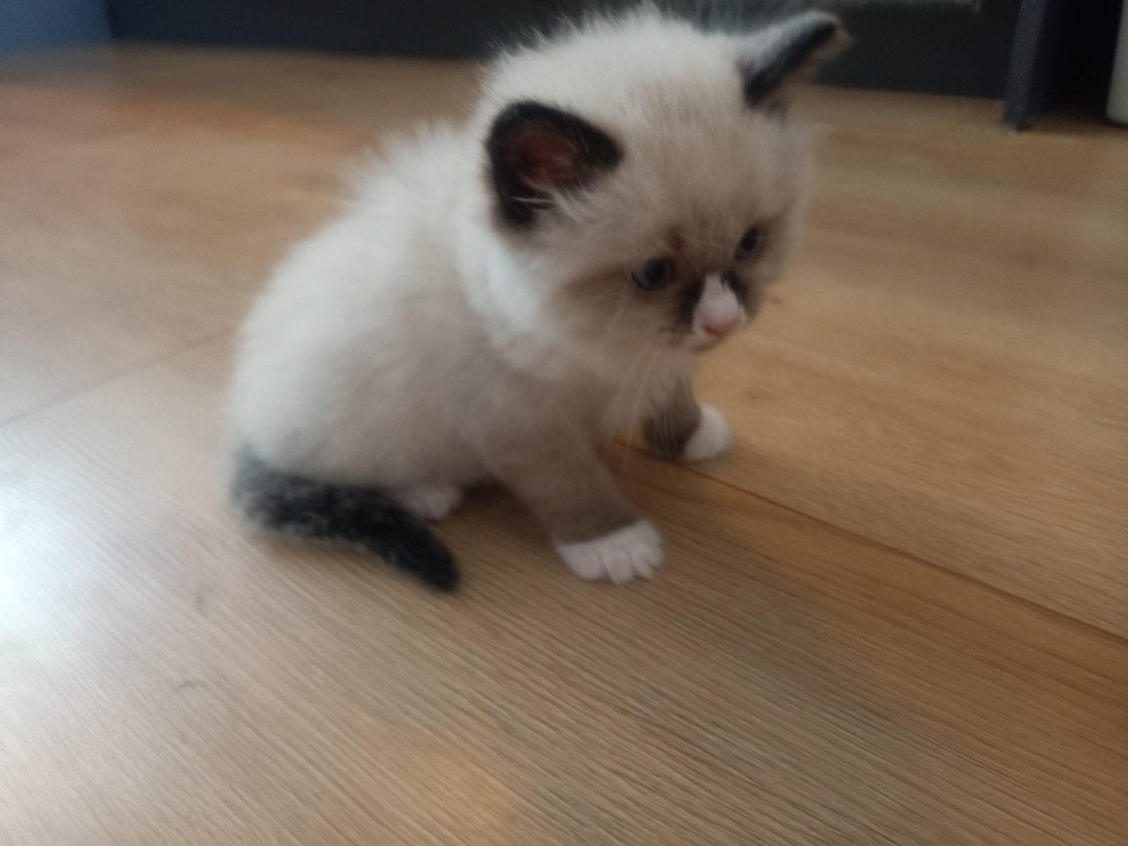 Ragdoll kittens nog 1 katertje beschikbaar, Meerdere dieren