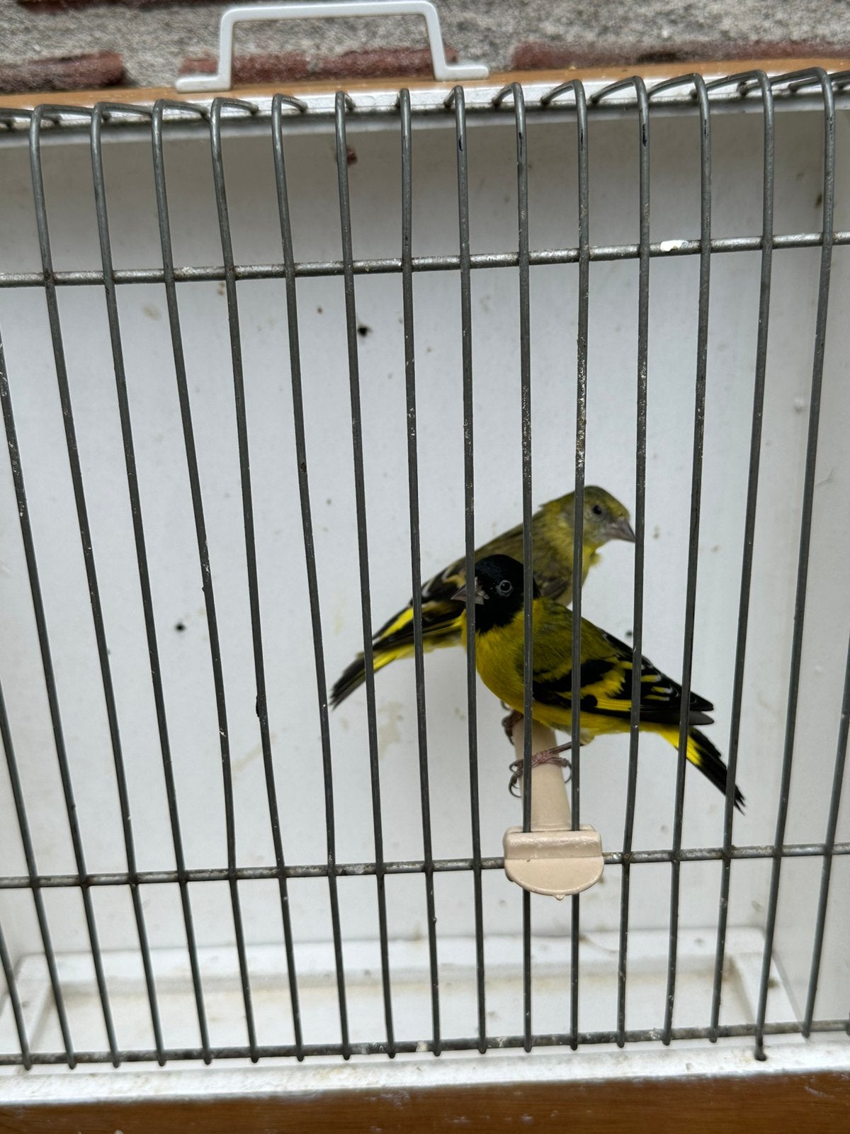 Koppel zwartkopsijsjes, Dieren en Toebehoren, Meerdere dieren, Wildzangvogel, Geringd