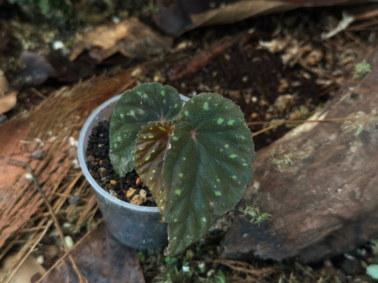 Begonia Atricha Java, Ophalen of Verzenden, Halfschaduw, Minder dan 100 cm