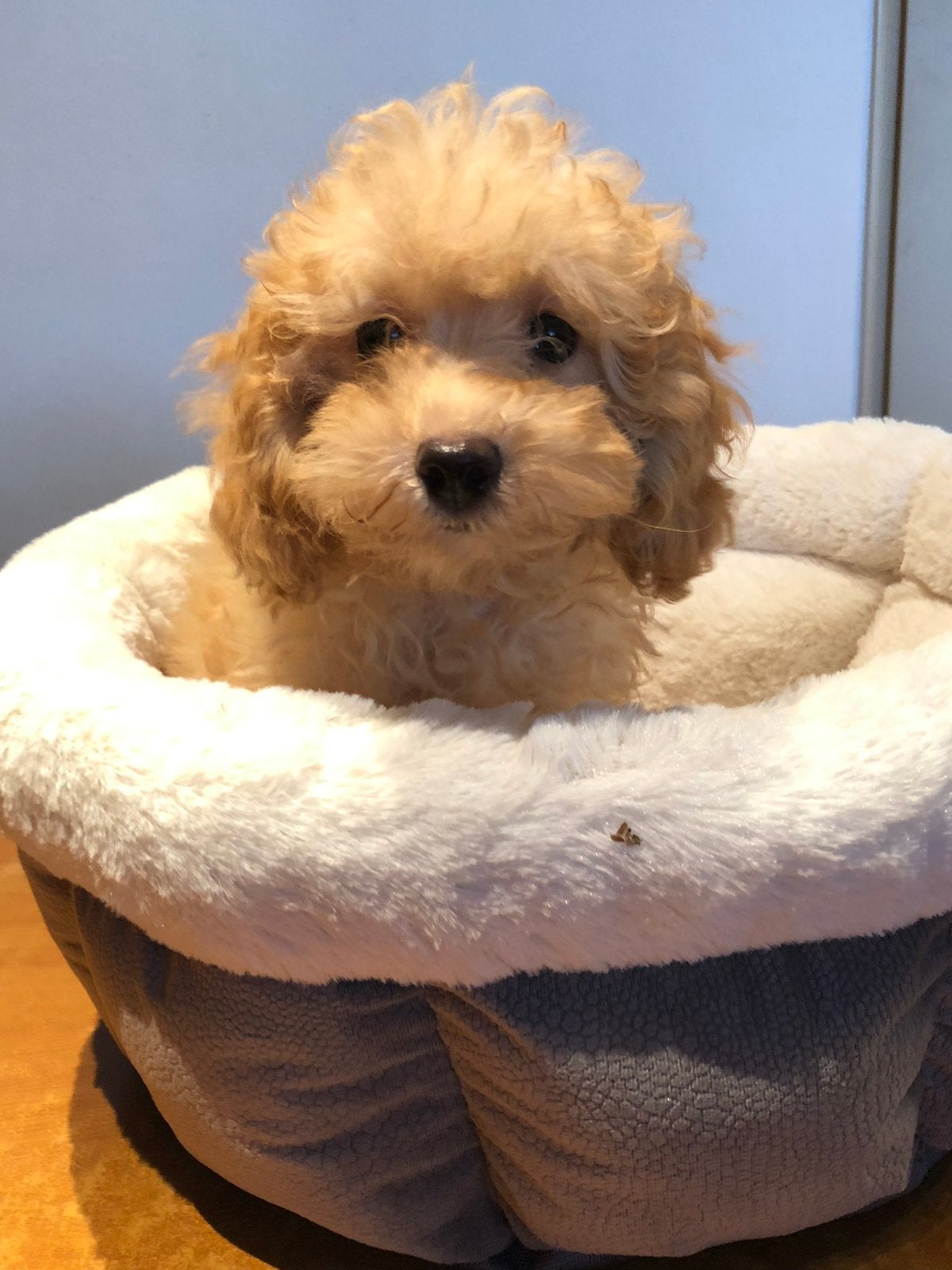 Super knappe mini Doodle pups ( Maltipoo ) div kleuren, Poedel, Parvo, Nederland, 8 tot 15 weken