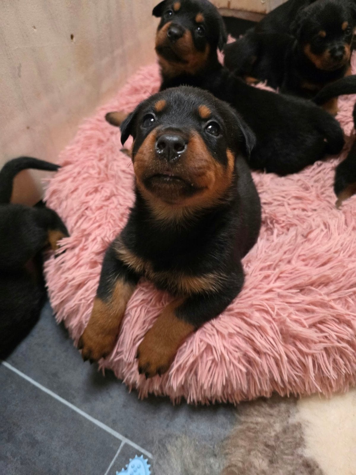 Prachtige rotweiler pups te koop!, 8 tot 15 weken, HCC (leverziekte), Meerdere, Meerdere dieren