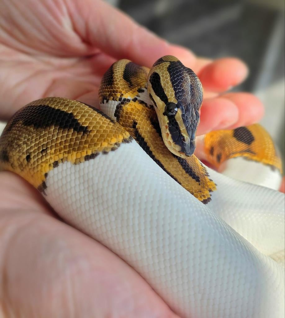 Python regius man, Dieren en Toebehoren, Reptielen en Amfibieën, Slang, 0 tot 2 jaar