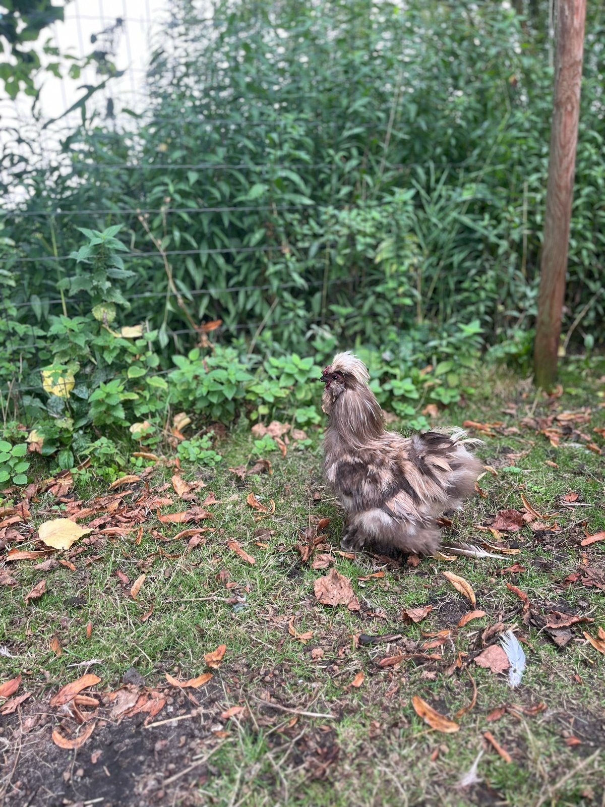 Zijdehoen haan zijdehoender, Dieren en Toebehoren
