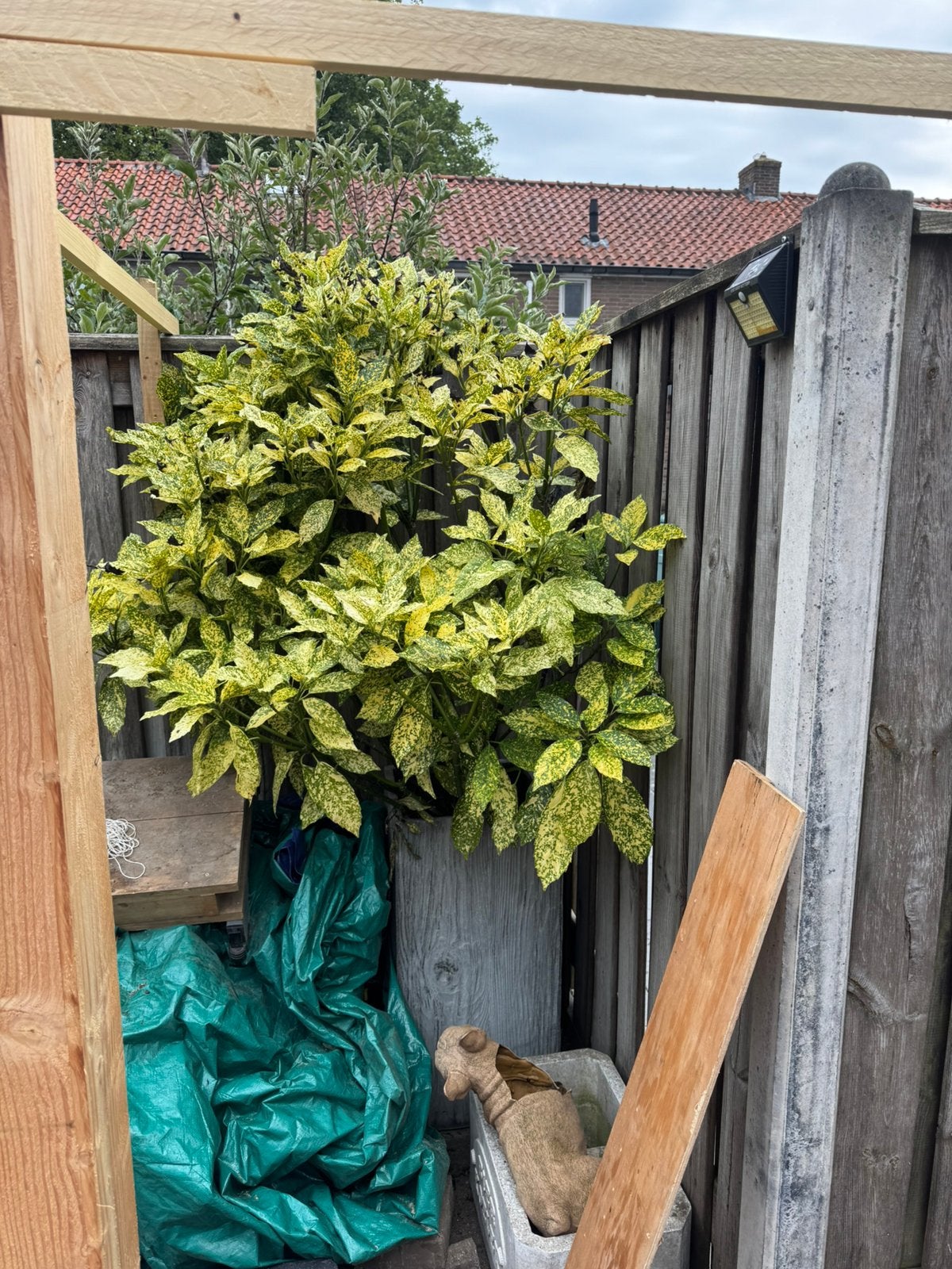 Gratis af te halen ,mooie grote plant inclusief bak., Tuin en Terras, Ophalen, Kunststof, 1 tot 2 meter, Minder dan 3 meter
