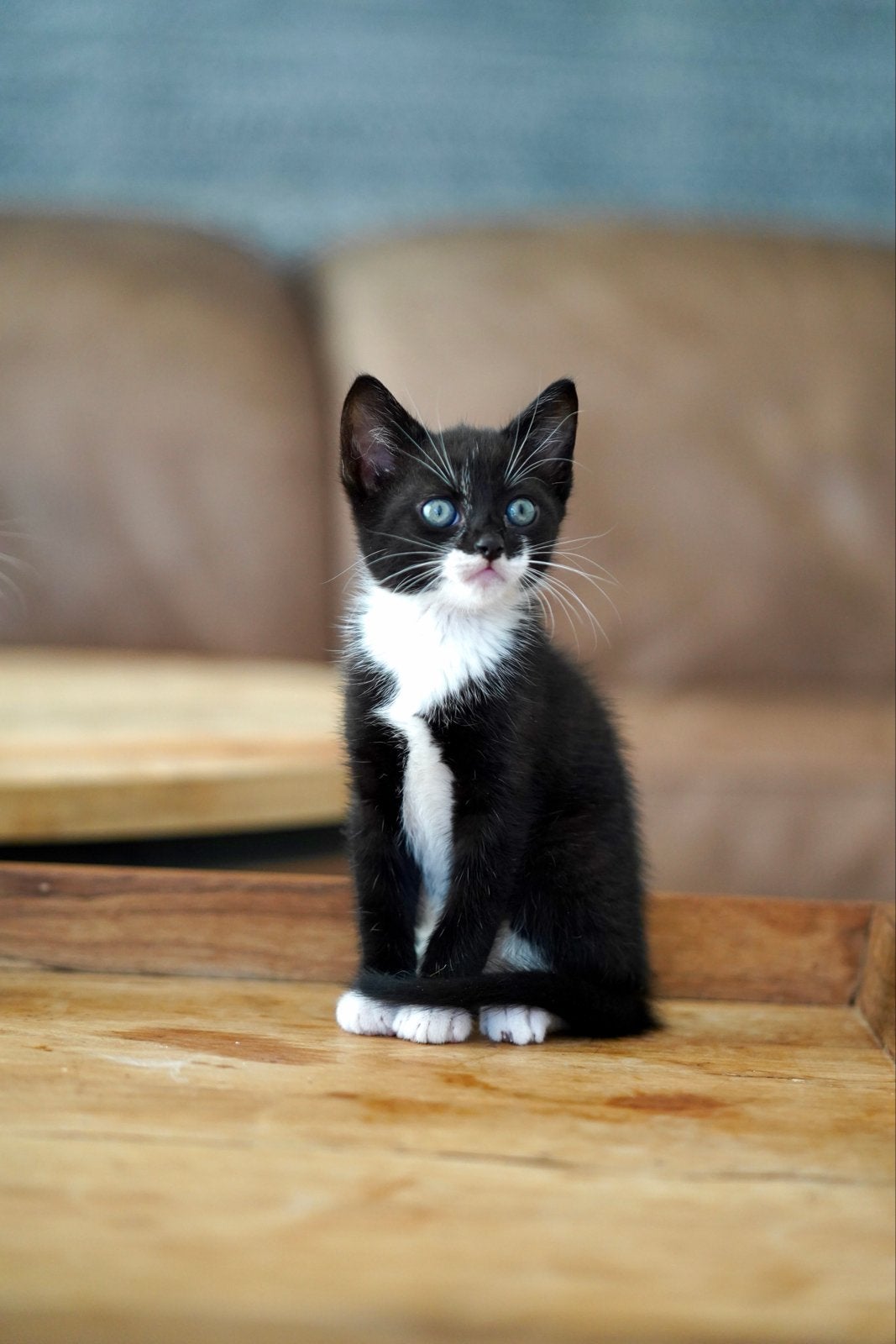 Prachtige kittens, Dieren en Toebehoren, Meerdere dieren, Kortharig, 0 tot 2 jaar