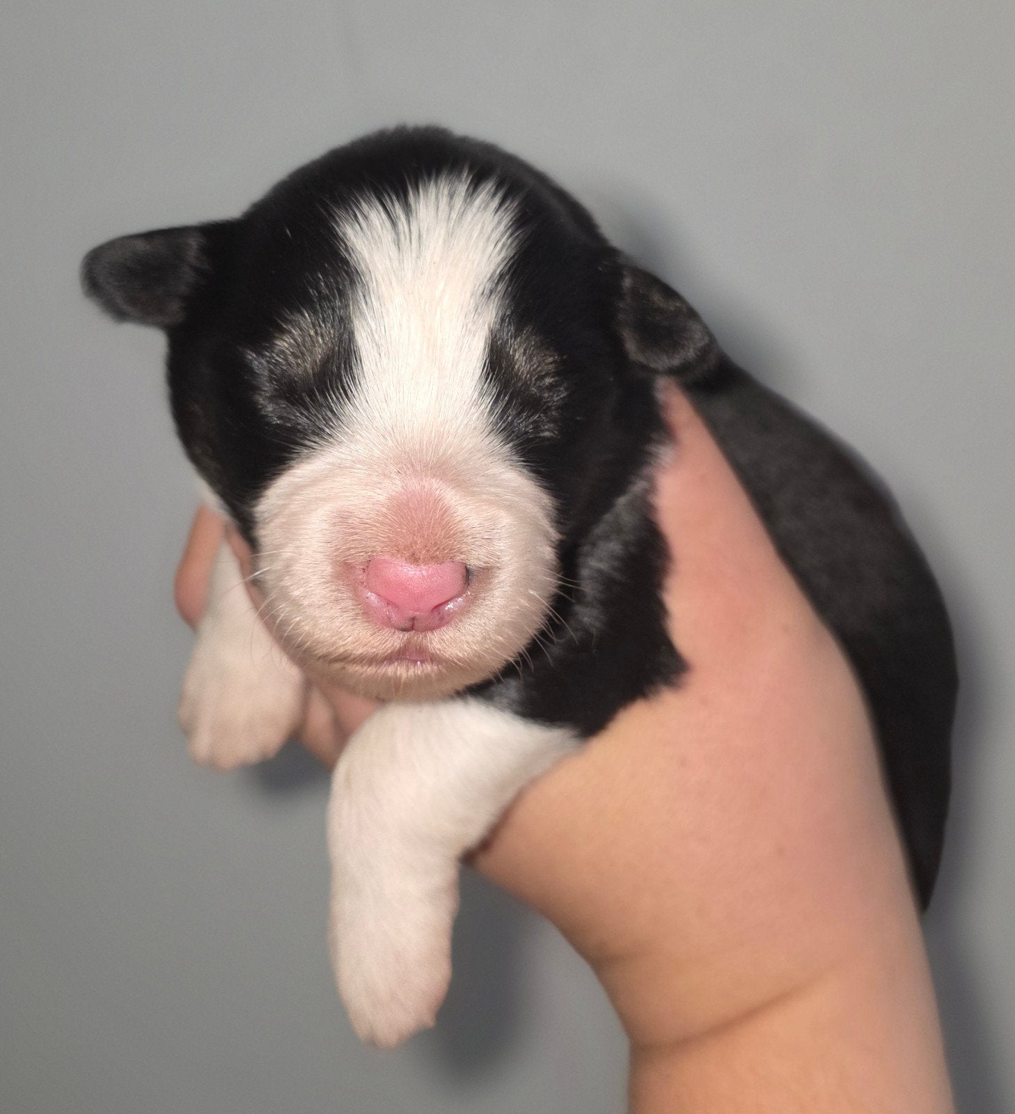 Prachtige border collie x australian sepherd pups!, Dieren en Toebehoren, 8 tot 15 weken, Collie, Meerdere dieren, Eén hond