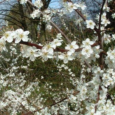 HEESTER/BOOM Prunus spinosa Sleedoorn eetbare tuin biodivers, Volle zon, Vaste plant, Ophalen of Verzenden, Fruitplanten