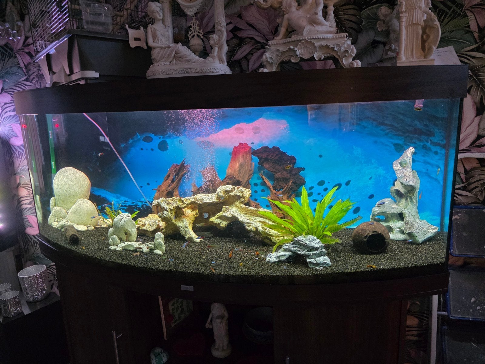 Geheel verzorgt compleet  450 liter Juwel Rio aquarium, Dieren en Toebehoren, Ophalen, Gebruikt, Gevuld zoetwateraquarium, Eheim
