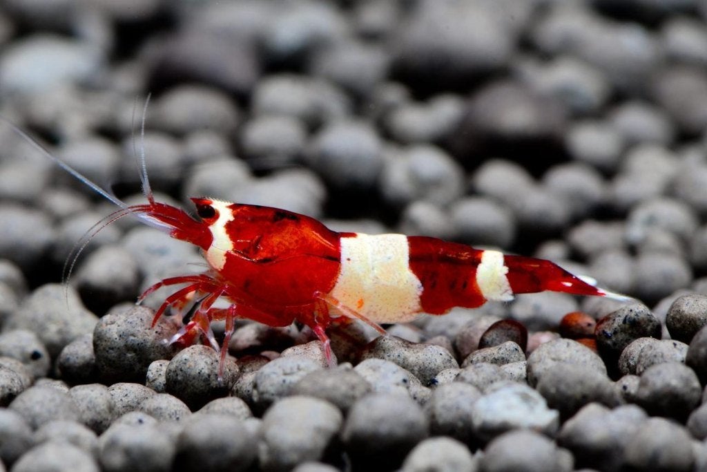 Red King Kong Shrimp (Caridina) op gewoon leidingwater!, Kreeft, Krab of Garnaal, Schoolvis
