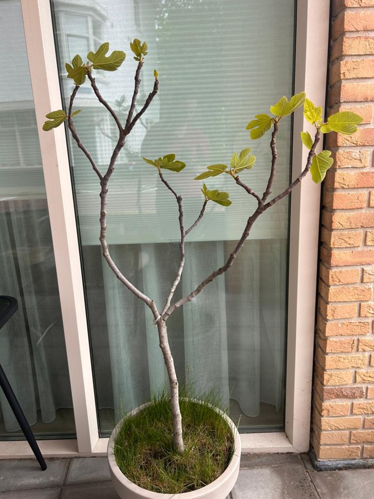 Ficus, Ophalen, Volle zon, Overige soorten