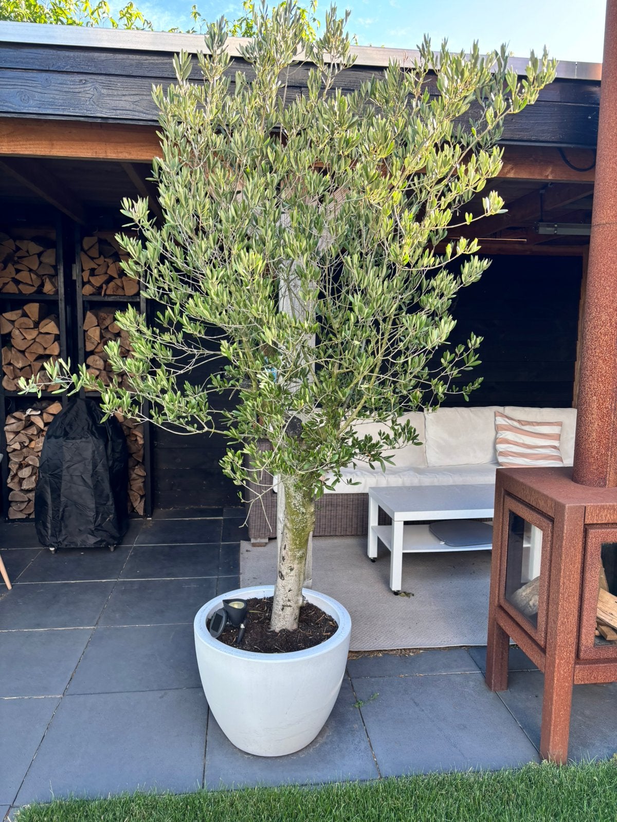 Super mooie olijfboom in pot, Tuin en Terras, Bloeit niet, Verzenden, 100 tot 250 cm, Olijfboom
