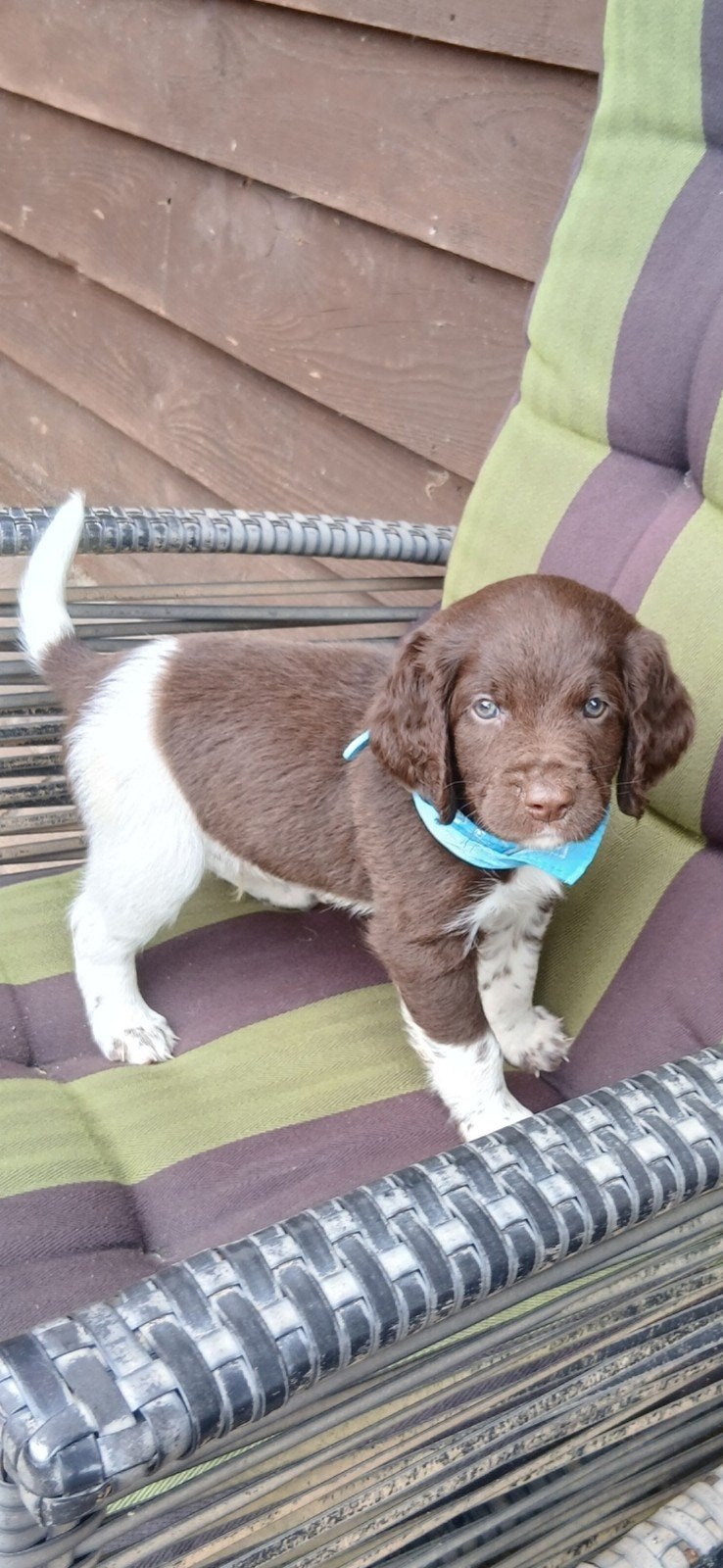 Heidewachtel, Kleine Münsterlander pups, nog 1 reutje, Duitse Staande hond, Reu, 8 tot 15 weken, Meerdere