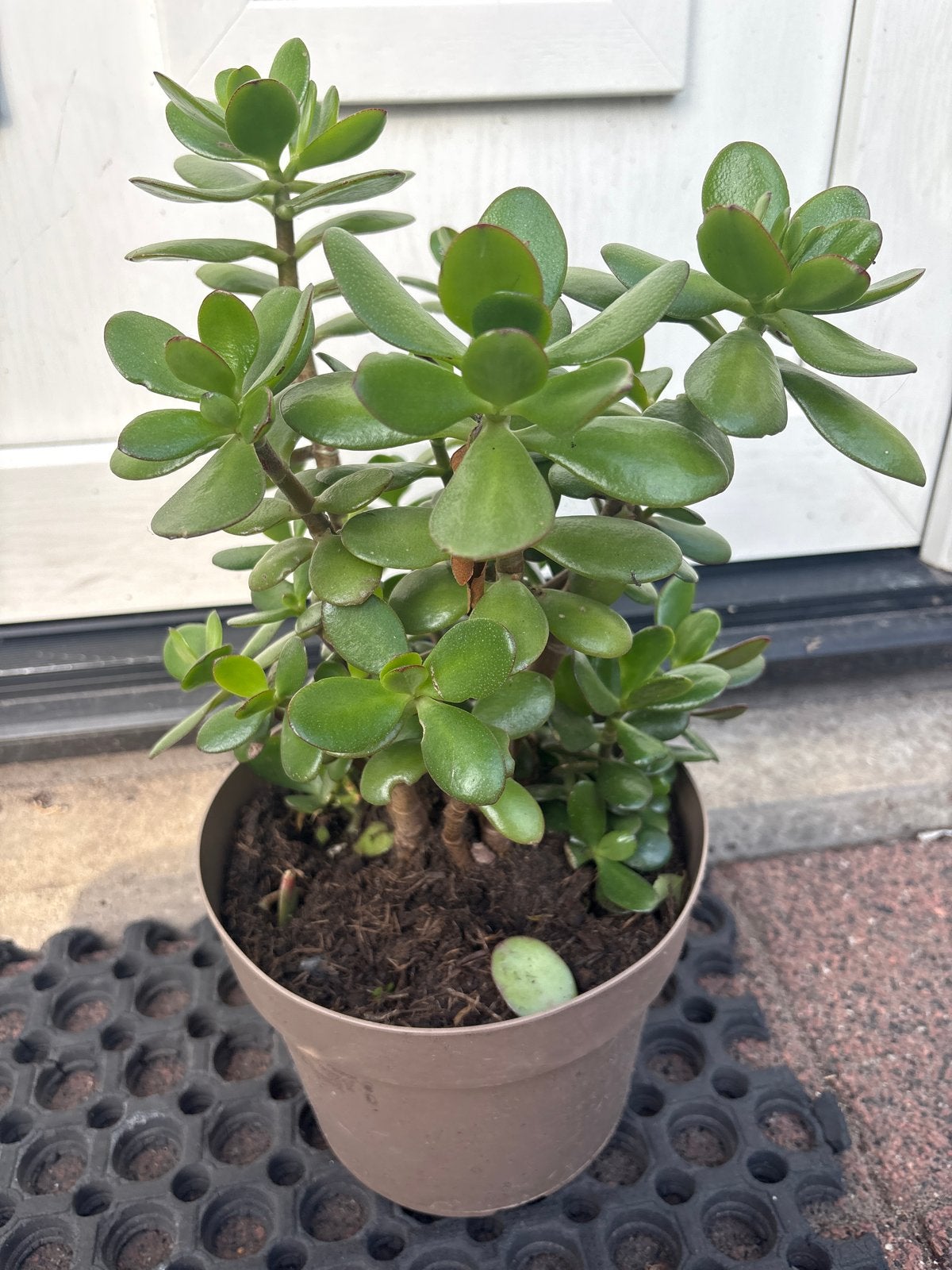Mooie Jadeplant (Crassula Ovata) in pot, Huis en Inrichting, Vetplant, Ophalen of Verzenden, In pot, Minder dan 100 cm
