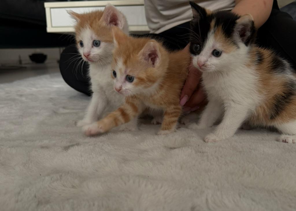 Kittens, Dieren en Toebehoren, Katten en Kittens | Raskatten | Langhaar, Meerdere dieren, Ontwormd