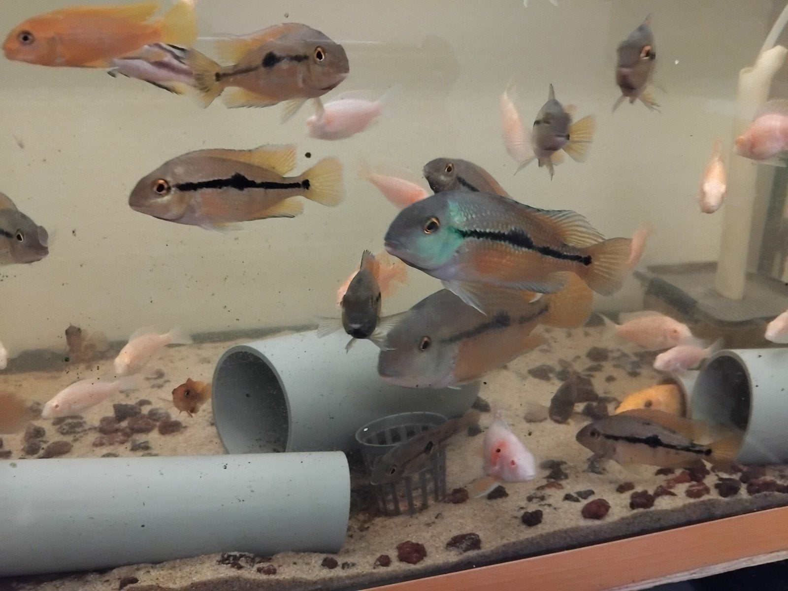 30 Mooie jongen van de hypsophrys nicaraguense, Vis, Zoetwatervis