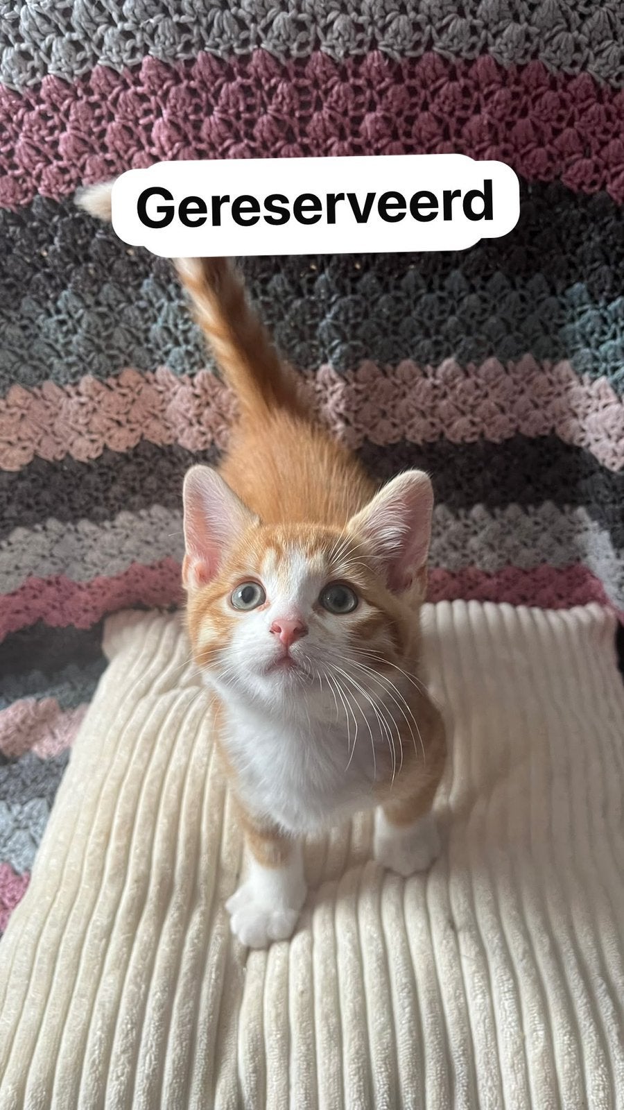 Kittens 8 weken, Meerdere dieren, 0 tot 2 jaar