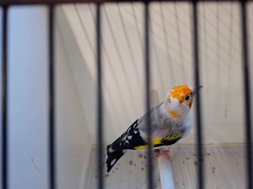 Vogels, Vrouwelijk, Wildzangvogel, Geringd