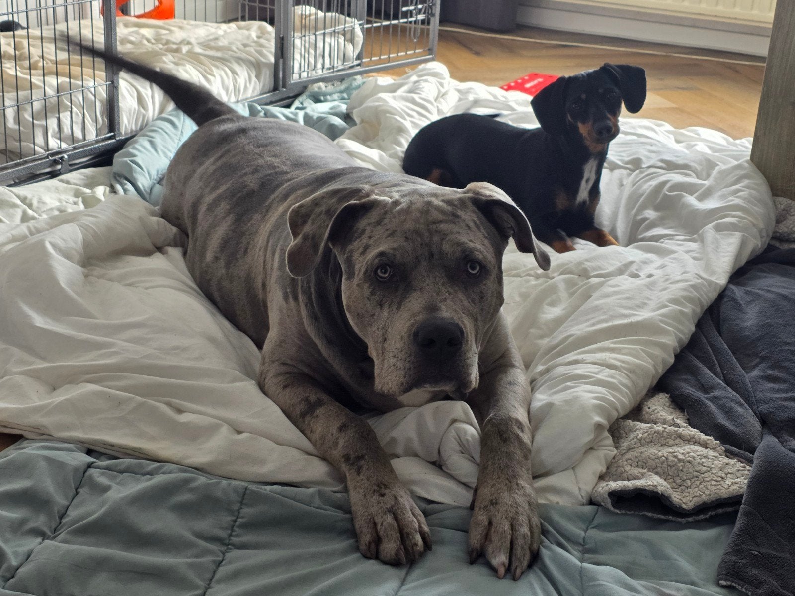 American Bully XL Reu 7 Mnd ABKC Top Bloedlijn ( LEZEN ), Dieren en Toebehoren, 15 weken tot 1 jaar, Reu, Parvo, Eén hond