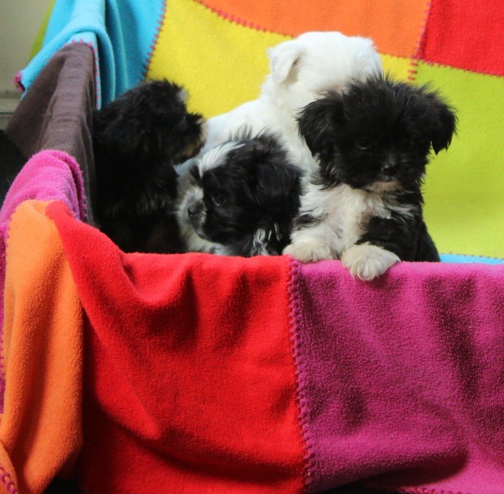 schattige raszuivere Shih tzu pups, Nederland, HCC (leverziekte), Overige rassen, 8 tot 15 weken