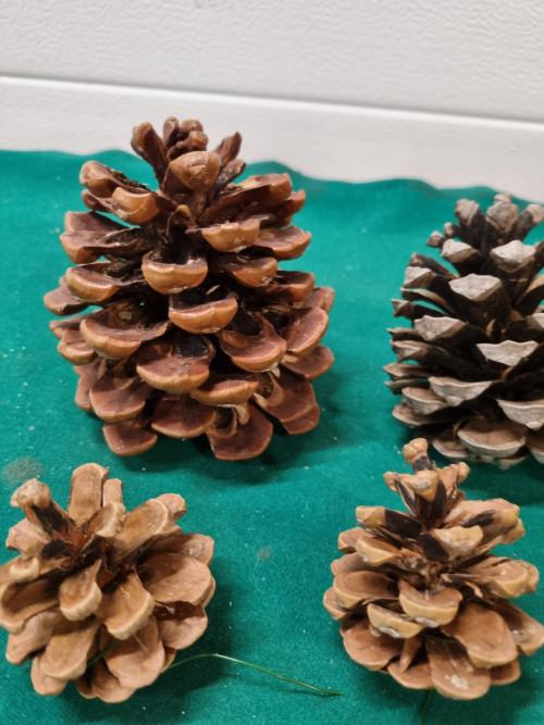 Dennenappels 6 stuks groot klein[a530], Ophalen of Verzenden, 'T Olde Gre-j, Info@toldegrej.nl, Endepoelstraat 20f Didam