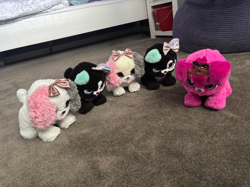 Present pet 5 stuks, Ophalen, Gebruikt, Hond